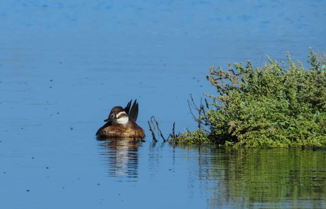 Sebkhet Soliman (M. Abdelly)