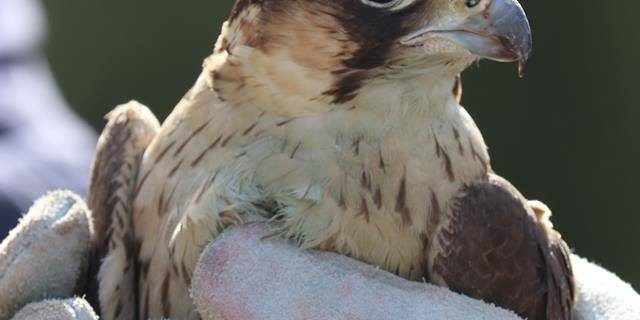 29133733_1635084676585413_9061124303362677841_n