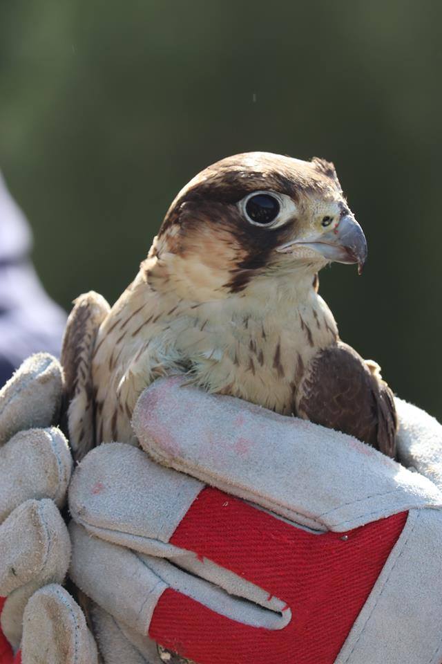 29133733_1635084676585413_9061124303362677841_n